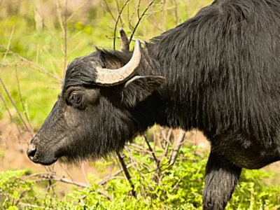 📌 Buffaloes -- भैंसें