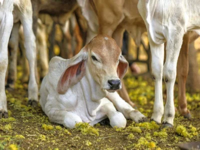 📌 Cattles -- गोवंश (गायें)