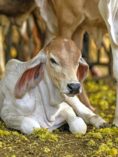 📌 Cattles -- गोवंश (गायें)