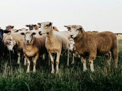 📌 Goats & Sheep -- बकरी और भेड़