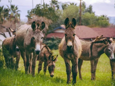 📌 Other Livestock -- अन्य पशुधन